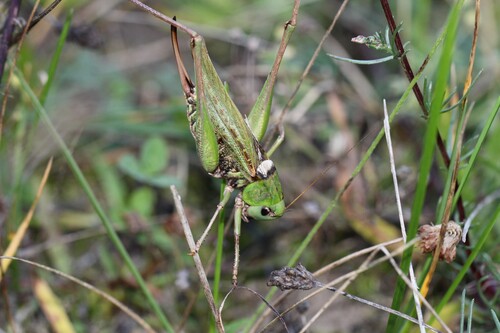 Wart-biter
