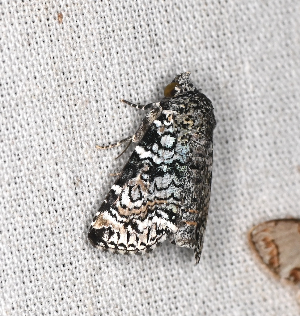 Paectes annaellae