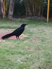 Quiscalus mexicanus