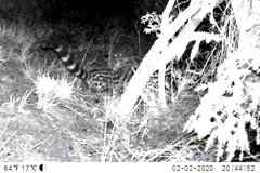 Genetta tigrina tigrina