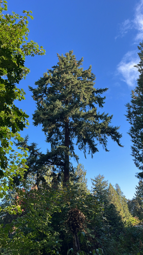 Pseudotsuga menziesii