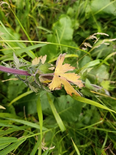 Leonurus quinquelobatus, photograph 2
