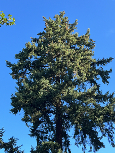 Pseudotsuga menziesii, photograph 2