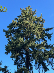 Pseudotsuga menziesii, photograph (c) benned-h, some rights reserved (CC BY-SA)
