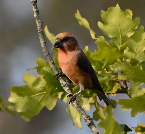 Red Crossbill