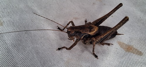 Dark Bush-cricket