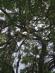 Kigelia africana