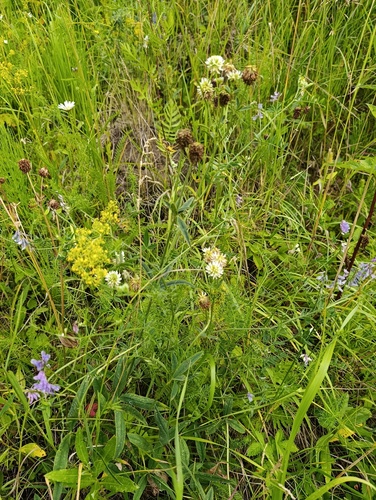 Trifolium montanum, photograph 3