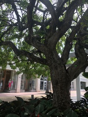 Kigelia africana