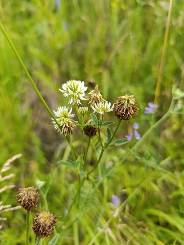 Trifolium montanum, photograph 1