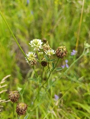 Trifolium montanum