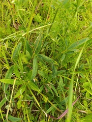 Trifolium montanum, photograph (c) Мирослав Соболев, some rights reserved (CC BY)