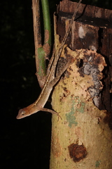 Anolis tropidonotus
