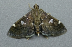 Lamprosema