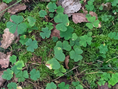 Oxalis acetosella