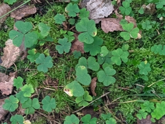 Oxalis acetosella