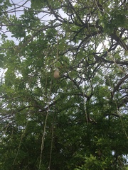 Kigelia africana