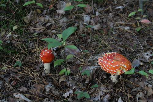 Fly Agaric