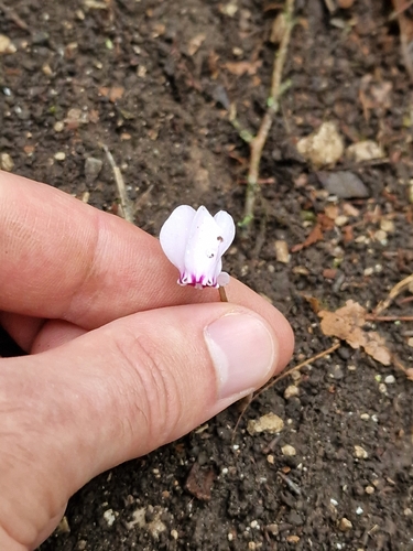 Ivy-leaved cyclamen