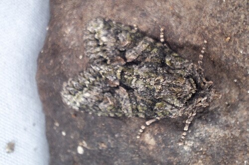 Brindled Green
