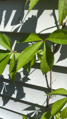Parthenocissus quinquefolia