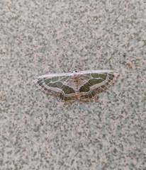 Pseudeuchlora kafebera