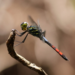 Agrionoptera sexlineata