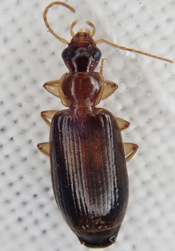 Dromius meridionalis