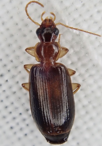 Dromius meridionalis