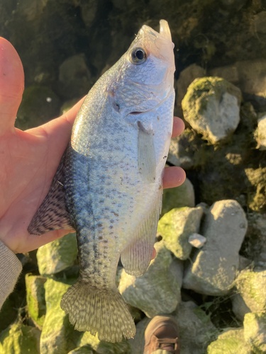 White × Black Crappie
