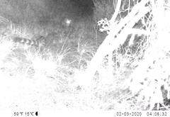 Genetta tigrina tigrina