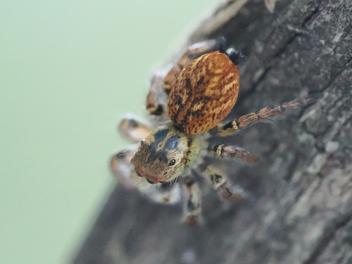 Carrhotus xanthogramma