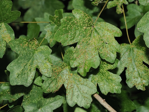 field maple