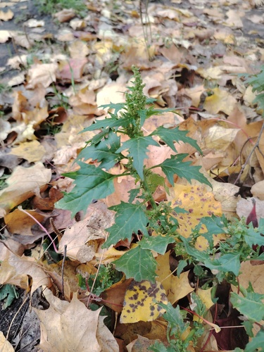 Наблюдение на iNaturalist