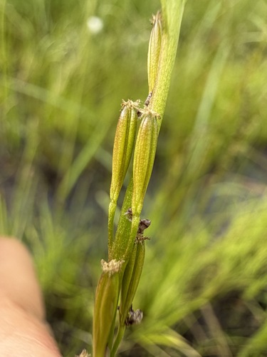 Triglochin palustris, photograph 3