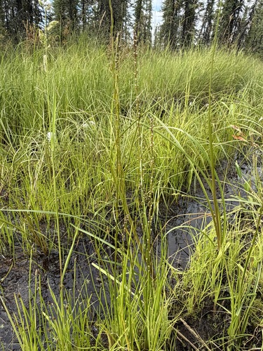Triglochin palustris, photograph 4