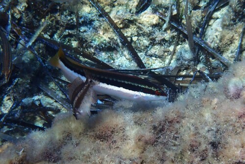Mediterranean Rainbow Wrasse