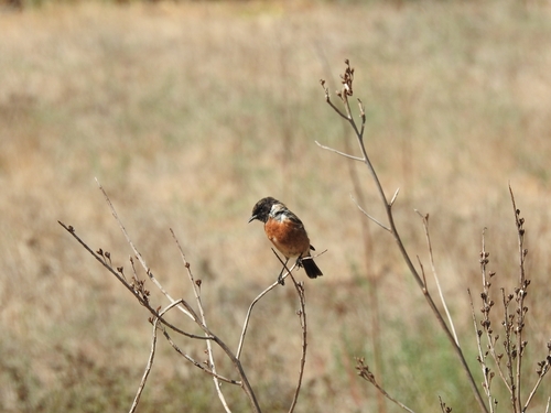 European Stonechat