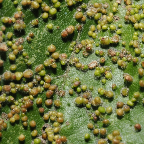 Aceria myriadeum
