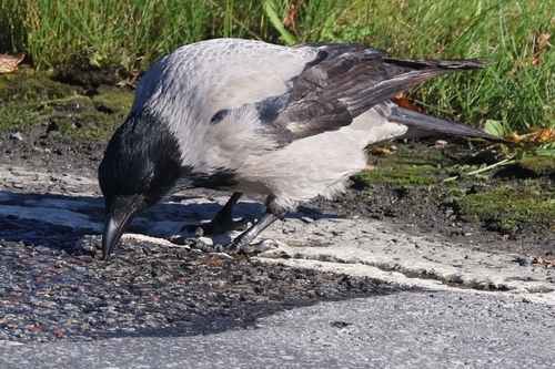 Hooded Crow