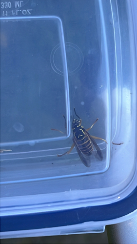 Eastern Hornet Fly