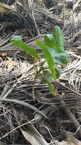 Montrichardia arborescens observed 2026-09-26