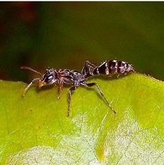 Pseudomyrmex