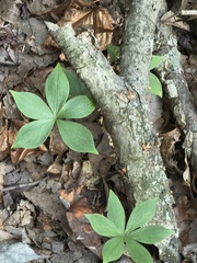 Medeola virginiana, photograph (c) Sinéad Tuttle-Lerner, some rights reserved (CC BY)
