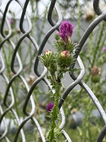 Broad-winged Thistle
