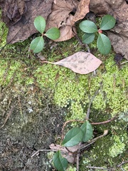 Gaultheria procumbens, photograph (c) Sinéad Tuttle-Lerner, some rights reserved (CC BY)