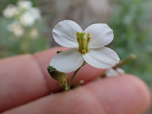 Diplotaxis erucoides, photograph 1