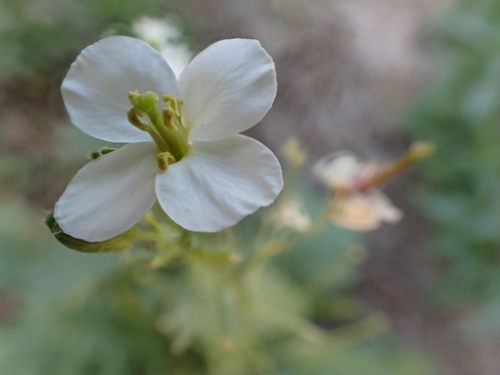 Diplotaxis erucoides