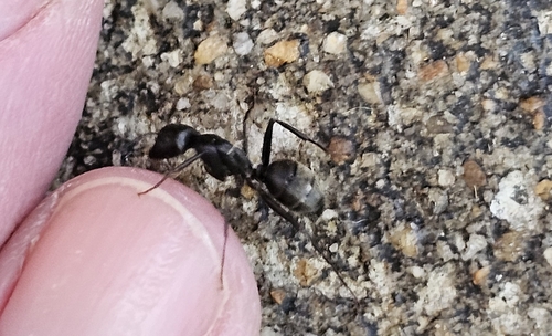 Eastern Black Carpenter Ant