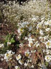 Arabidopsis suecica